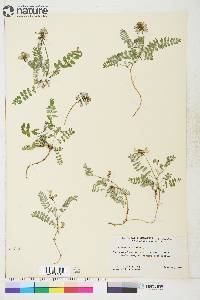 Astragalus alpinus image