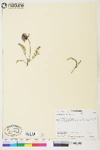 Astragalus alpinus image