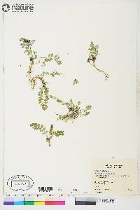 Astragalus alpinus image