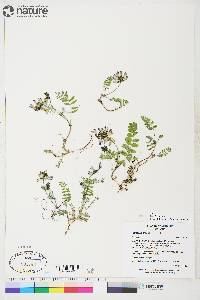 Astragalus alpinus image