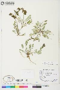 Astragalus alpinus image