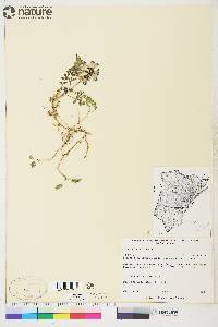 Astragalus alpinus image