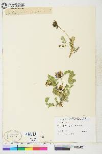 Astragalus alpinus image