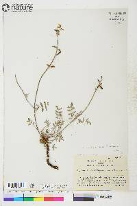 Astragalus australis image