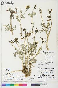 Astragalus australis image