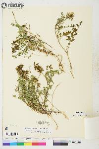 Astragalus alpinus image