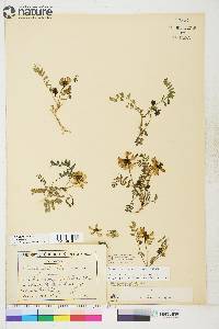 Astragalus alpinus image