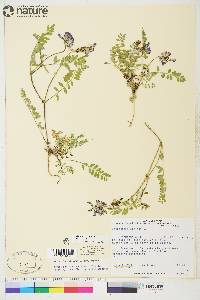 Astragalus alpinus image