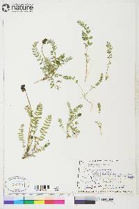 Astragalus alpinus subsp. alpinus image