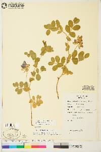 Lathyrus japonicus image