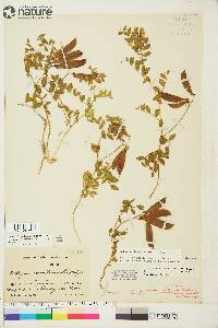 Lathyrus japonicus image