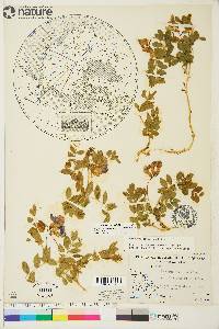 Lathyrus japonicus image