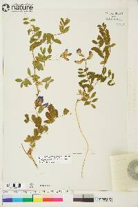 Lathyrus japonicus image