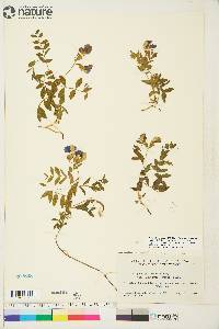 Lathyrus japonicus image