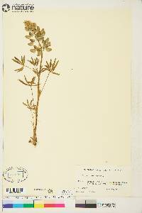 Lupinus arcticus image