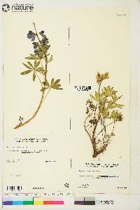 Lupinus arcticus image