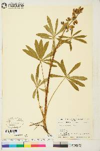 Lupinus arcticus image