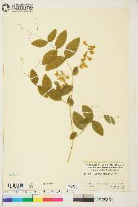 Lathyrus ochroleucus image