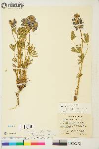 Lupinus arcticus subsp. arcticus image