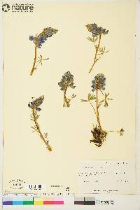 Lupinus arcticus image