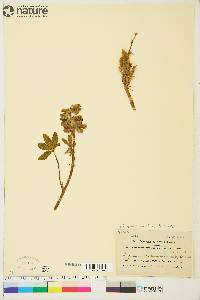 Lupinus arcticus image