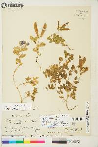 Lathyrus japonicus image