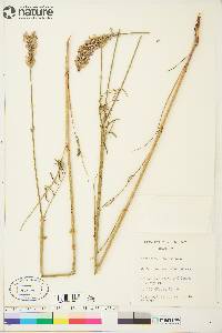 Onobrychis viciifolia image