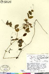 Lathyrus ochroleucus image