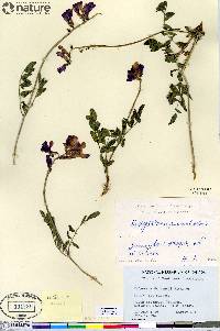 Hedysarum boreale subsp. mackenziei image