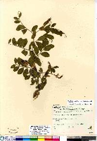 Lathyrus japonicus image