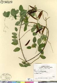 Lathyrus ochroleucus image