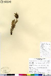 Oxytropis bellii image