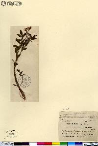 Hedysarum boreale image
