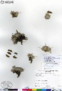 Oxytropis arctobia image
