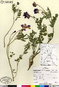 Hedysarum boreale subsp. mackenziei image