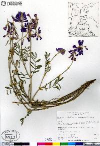 Hedysarum boreale subsp. mackenziei image