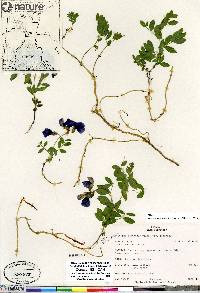 Lathyrus japonicus var. japonicus image
