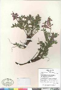 Hedysarum americanum image