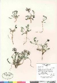 Astragalus alpinus image