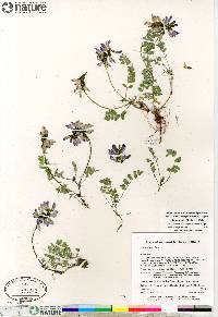 Astragalus alpinus image