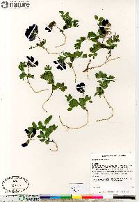 Lathyrus japonicus image