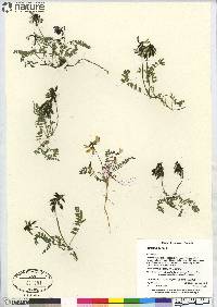 Astragalus alpinus image