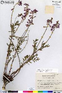 Hedysarum alpinum image