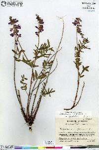 Hedysarum alpinum image