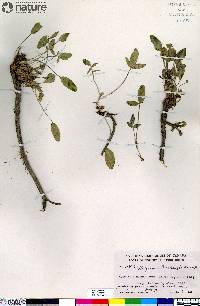 Hedysarum mackenzii image