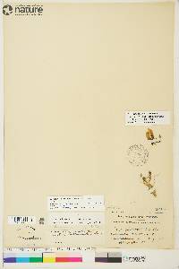 Oxytropis arctica var. arctica image