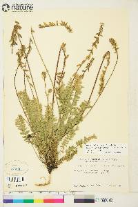 Oxytropis deflexa var. sericea image