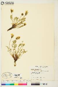 Oxytropis maydelliana image