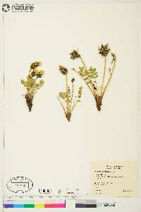 Oxytropis maydelliana image