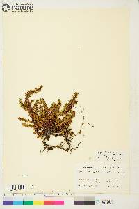 Empetrum nigrum subsp. hermaphroditum image